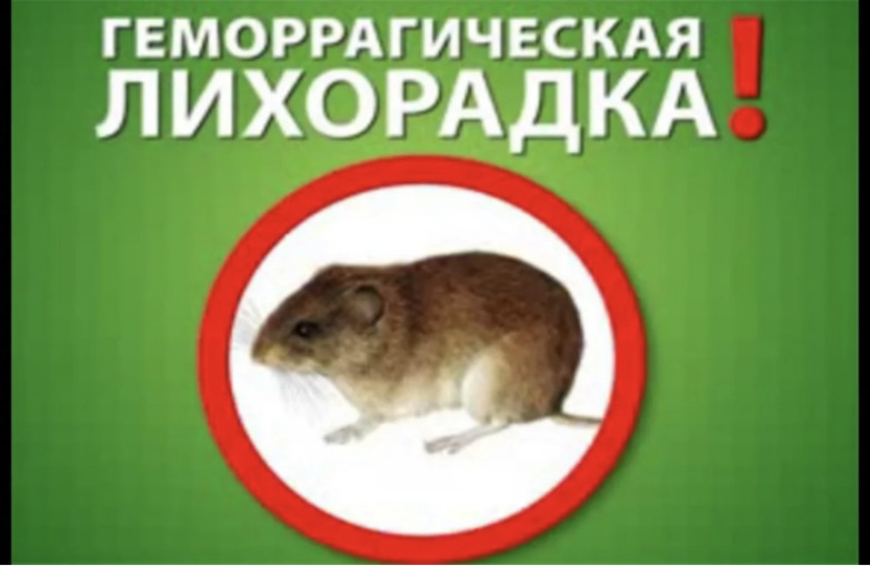 Профилактика геморрагической лихорадки Профилактика геморрагической лихорадки.